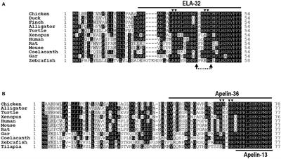 Characterization of the Apelin/Elabela Receptors (APLNR) in Chickens, Turtles, and Zebrafish: Identification of a Novel Apelin-Specific Receptor in Teleosts